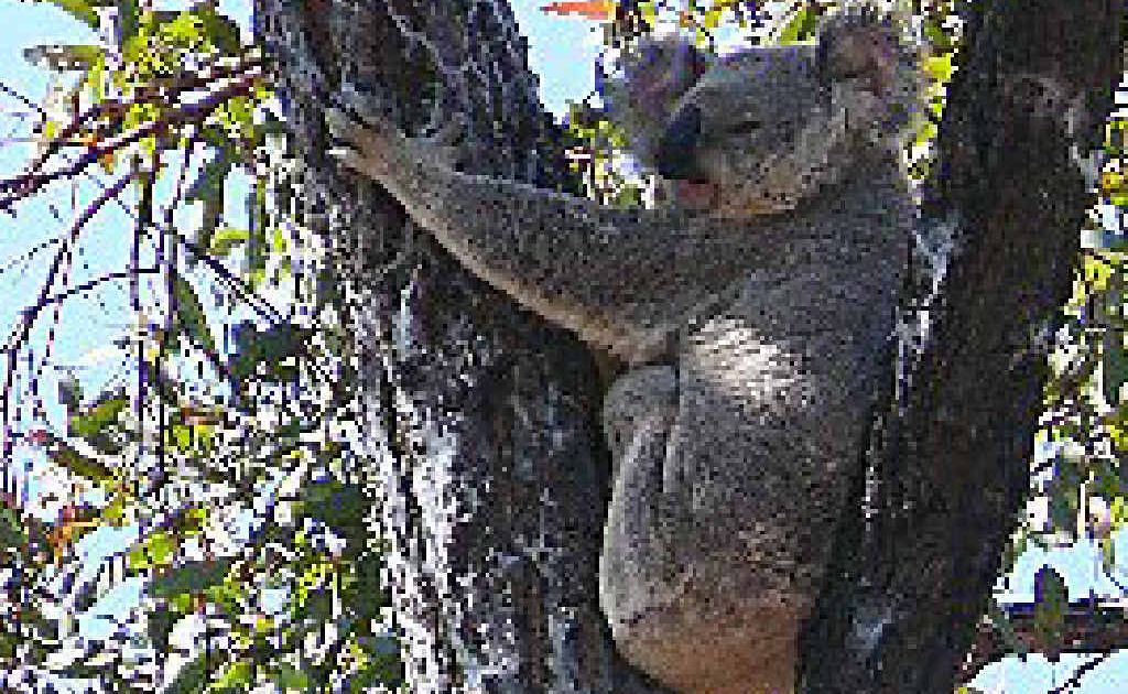 An audit of koala activity in the Springsure region has begun as part of a conservation program. An audit of koala activity in the Springsure region has begun as part of a conservation program.